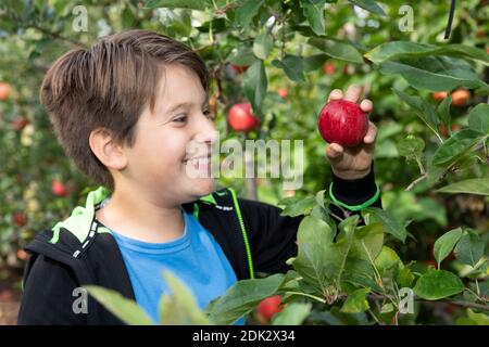 Boy picks ripe apples from an apple tree Stock Photo