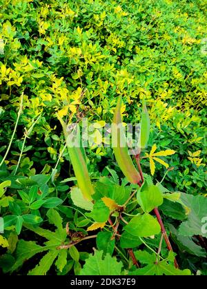 Young green okra on tree in vegetable garden, Okra plant growing in garden, Lady finger farming, Bhindi. Stock Photo