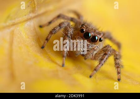 Extreme Close-up Of Jumping Spider On Yellow Leaf