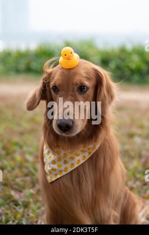 Duck deals toy retriever