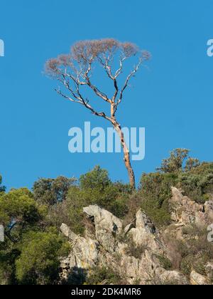 lonely dead pine on top of a rocky  hill emerges from the Mediterranean bush.  blu sky backgroud Stock Photo