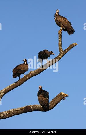 Hooded Vultures (Necrosyrtes monachus) in Ethiopia Stock Photo