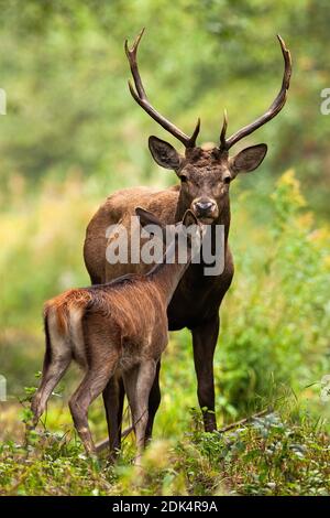 Two red deer smelling in forest in summertime nature