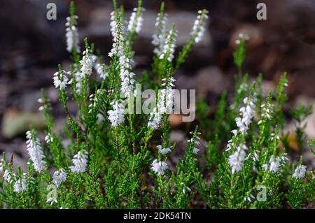 White flowers of Blooming Heather Calluna vulgaris. Beautiful evergreen shrub for the garden. Close up. Stock Photo