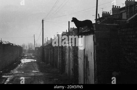 Dog on back alley wall, Byker circa 1972 Stock Photo