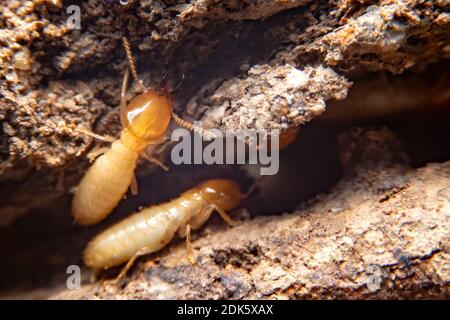 download grounded termite for free download grounded termite for free