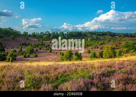 Germany, Lower Saxony, Lueneburg Heath. Lüneburg Heath nature reserve, Totengrund heathland near Wilsede Stock Photo