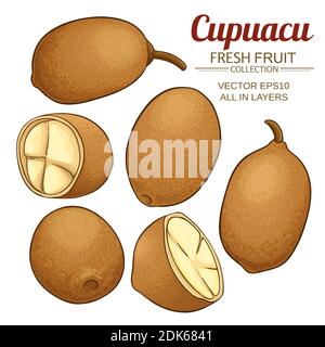 cupuacu vector set on white background Stock Vector