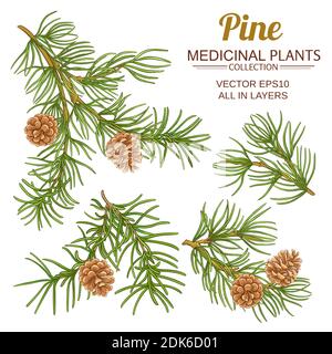 pine vector set on white background Stock Vector