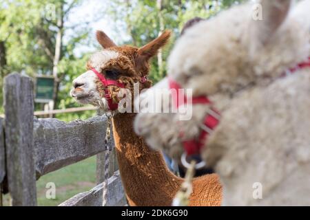 Llamas and alpacas in South Tyrol Stock Photo