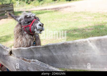 Llamas and alpacas in South Tyrol Stock Photo