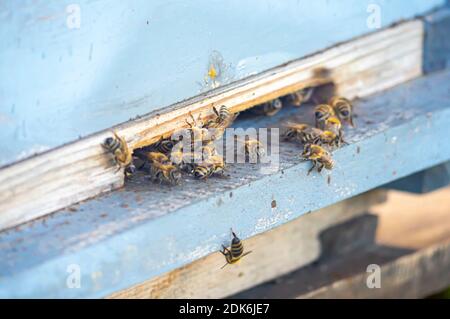 Honey bees at coming and going at the hive close up Stock Photo