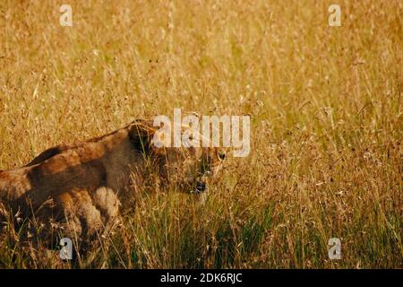 Lioness In The Savannah Grass In The Morning Sunlight, Masai Mara, Kenya