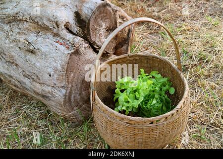 Basket of Fresh Harvested Green Lettuces on the Dry Straws Covered Ground Stock Photo