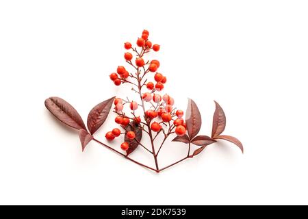 Nandina domestica isolated on white background. Heavenly bamboo with beautiful red berries and leaves. Top view Stock Photo