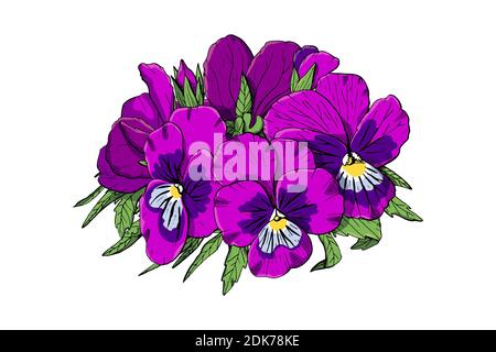 Hand drawn pansy flowers clipart. Floral design element. Isolated on white background. Vector Stock Vector