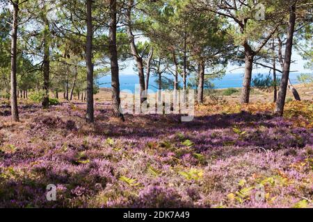 Heath and pine trees at Cap Erquy, Brittany summer Stock Photo