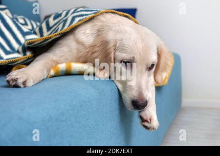 A yellow Labrador retriever was lying on the bed under the covers. Dog breed Golden Retriever. Pets. Stock Photo