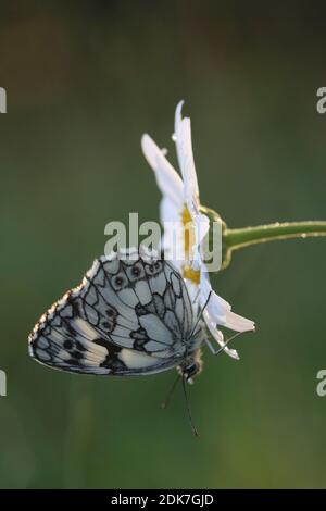 Western marbled white, butterfly, butterfly, Melanargia galathea, flower meadow, marguerite, leucanthemum Stock Photo