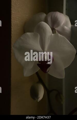 Photographs  of a  Mystique Orchid growing in a pot on a window ledge. Stock Photo