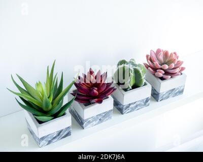 Modern painted geometric concrete planters with green, red and pink succulent plants and green cactus on white shelf isolated on white background with Stock Photo