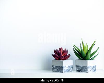 Green and red succulent plants in modern painted geometric concrete planters on white wood shelf isolated on white background with copy space. Cement Stock Photo