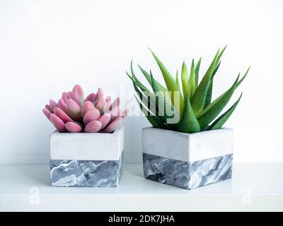 Green and pink succulent plants in modern painted geometric concrete planters on white wood shelf isolated on white background with copy space. Cement Stock Photo