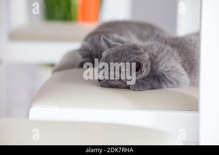 The kitten sleeps sweetly on the kitchen chair Stock Photo
