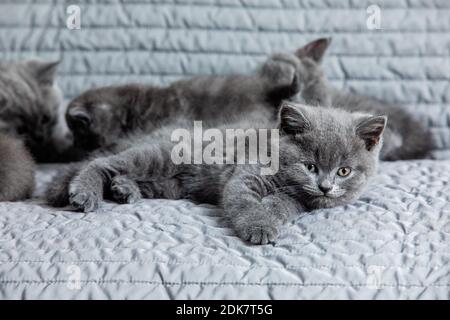 The cute gray kittens are lazily resting on the couch Stock Photo