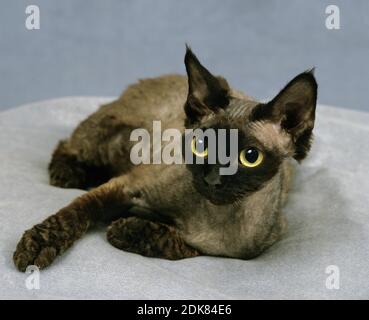 Devon Rex Domestic Cat Stock Photo