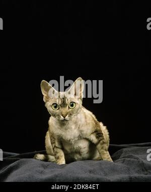 Devon Rex Domestic Cat sitting against Black Background Stock Photo