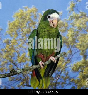 Hispaniolan Parrot, amazona ventralis, Adult standing on Branch Stock Photo
