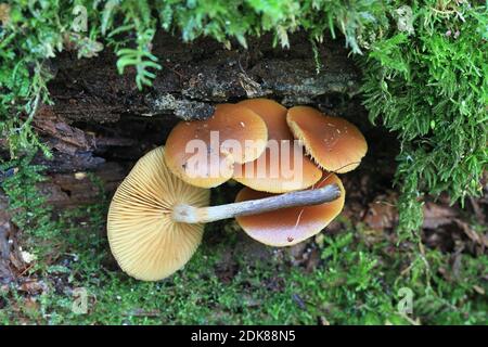 Galerina marginata, known as funeral bell, deadly skullcap or deadly Galerina, deadly poisonous fungus from Finland Stock Photo