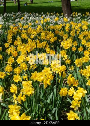 in london yellow flower field nature and spring Stock Photo - Alamy