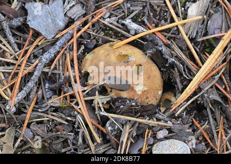 Rhizopogon roseolus, known as blushing false truffle, wild fungus from Finland Stock Photo