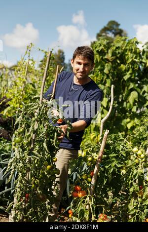 Man picking tomatoes Stock Photo - Alamy