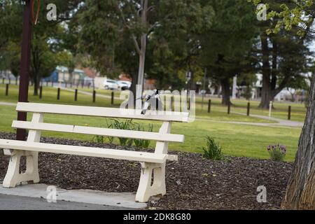 Australian pied butcherbird on a white bench seat wings spread Stock Photo