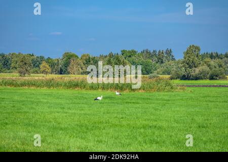 Germany, Bavaria, Upper Bavaria, Ebersberg district, Forstinning, Schwabener Moos, pair of storks near Kressiermühle Stock Photo