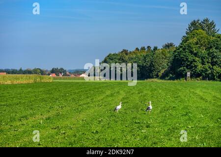 Germany, Bavaria, Upper Bavaria, Ebersberg district, Anzing, Mooswiese near Oberasbach, pair of storks Stock Photo