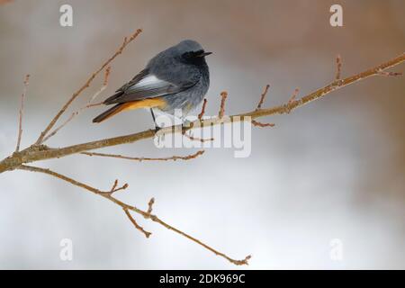 Zwarte Roodstaart mannetje zittend op tak; Black Redstart male perched on branch Stock Photo