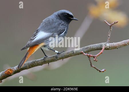 Zwarte Roodstaart mannetje zittend op tak; Black Redstart male perched on branch Stock Photo