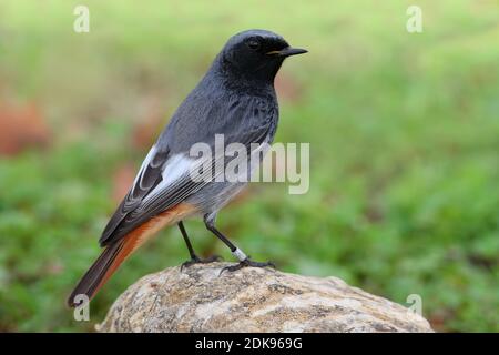 Zwarte Roodstaart mannetje zittend op rots; Black Redstart male perched on rock Stock Photo