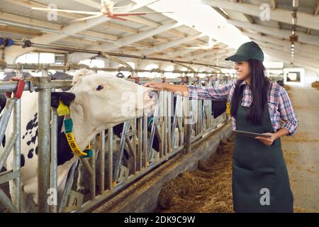 Smiling caring young female dairy farm worker stroking a cow and holding a digital tablet. Stock Photo