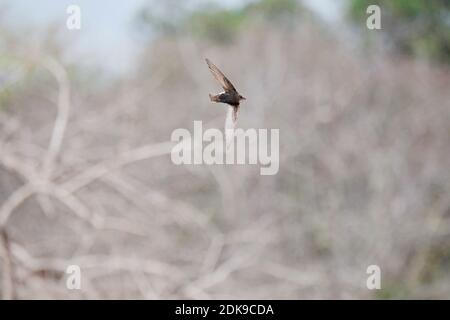 Little Swift (Apus affinis) in flight. Stock Photo