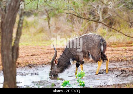 Nyala (Tragelaphus angasii) male drinking. Stock Photo