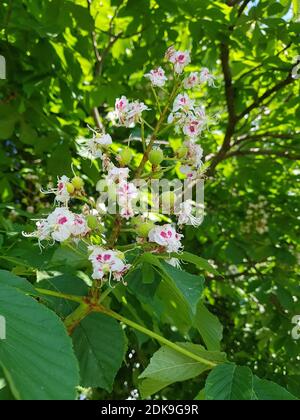 Chestnut branch with flowers Stock Photo