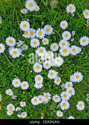 Meadow with daisies in top view Stock Photo