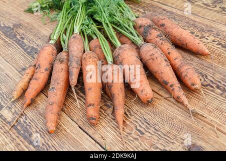Just picked carrots on the wooden boards. Just harvested fresh carrots. Ripe carrots after digging up in the garden. Organic food. Stock Photo