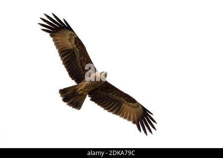 A juvenile Brahminy Kite (Haliastur indus), in flight and gliding with wings spread and on a white background. Stock Photo