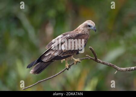 A juvenile Brahminy Kite (Haliastur indus), perched precariously on a branch. Stock Photo